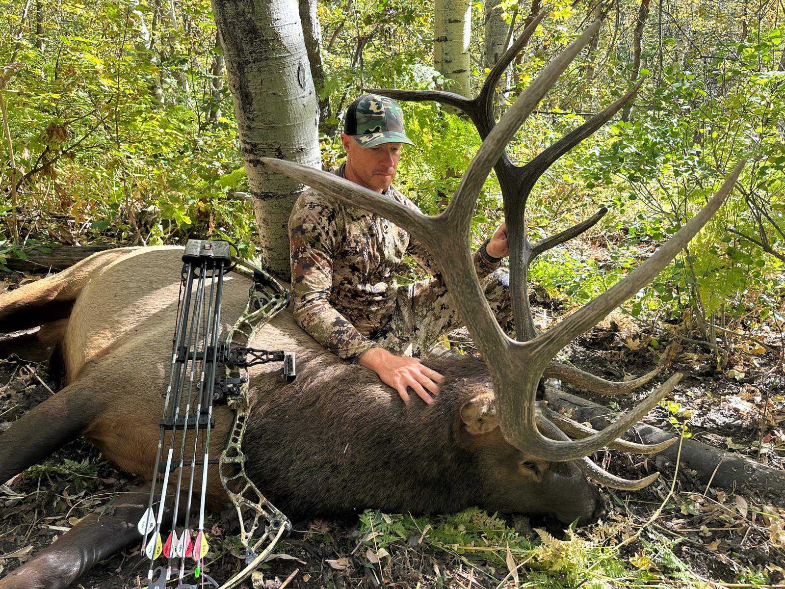 Archery bull elk in the aspens