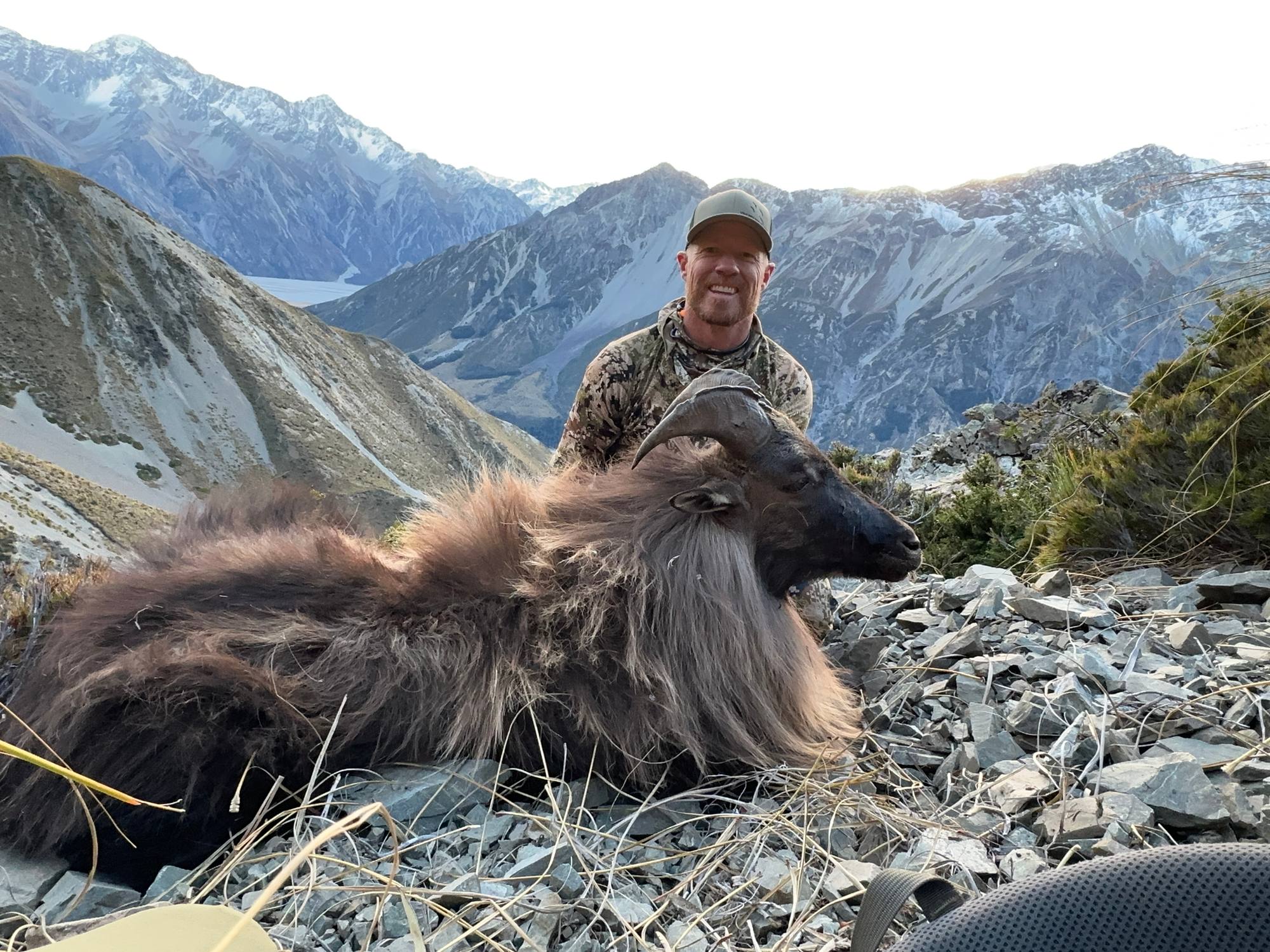 Bull tahr below snowy peaks