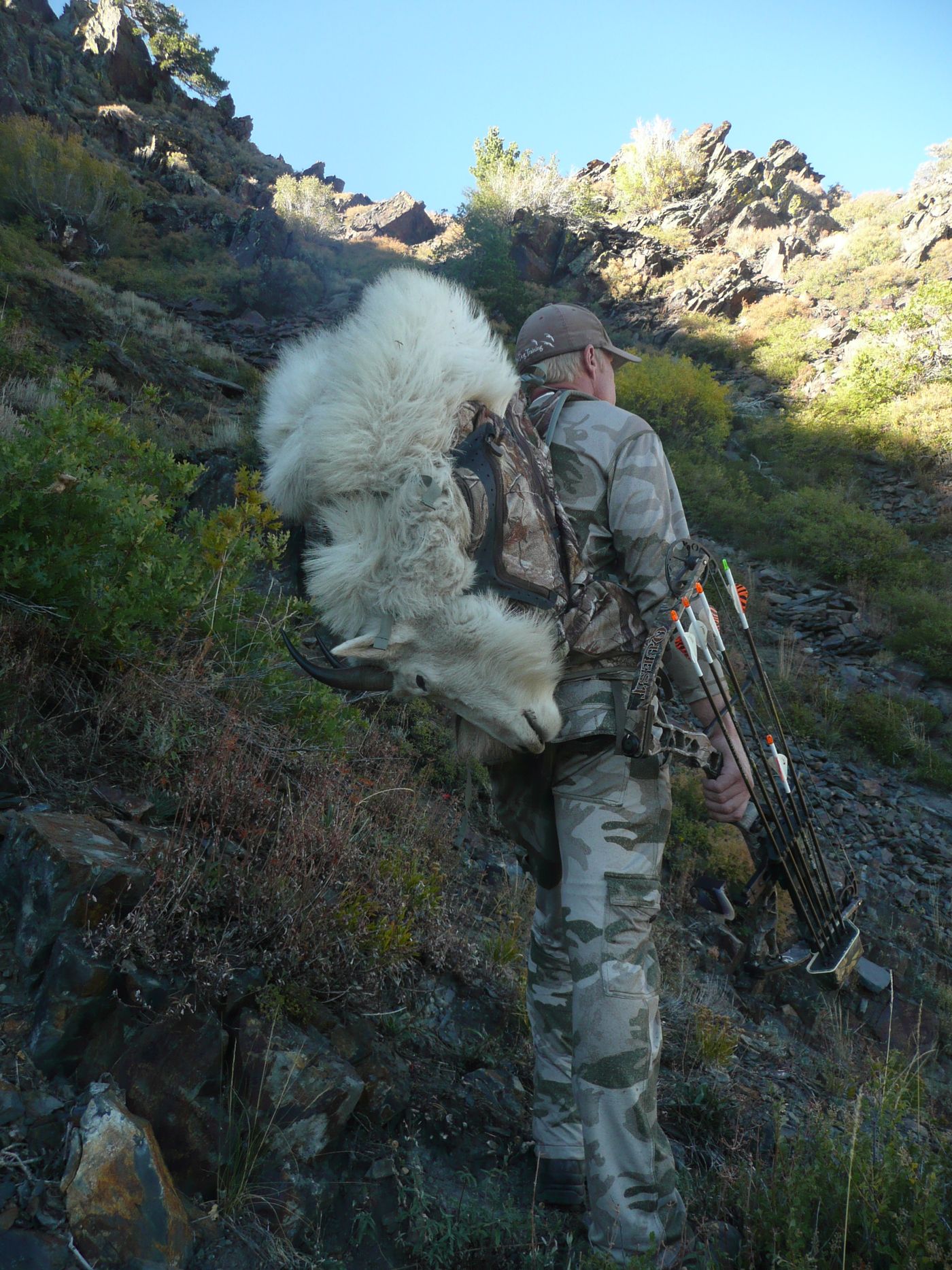 Packing a mountain goat off a steep slope