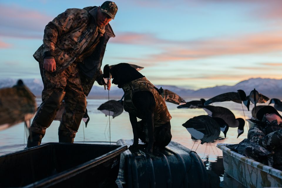 Bird dog work at dawn