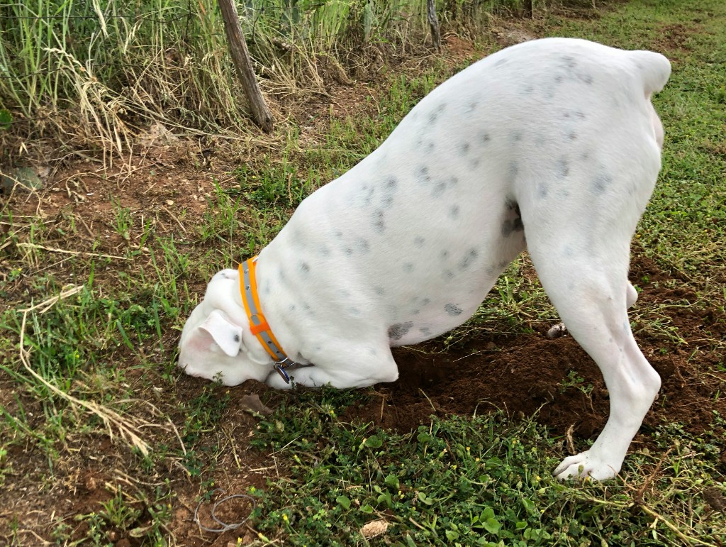 Does Your Dog Destroy Your Yard or House When You Are Not There?