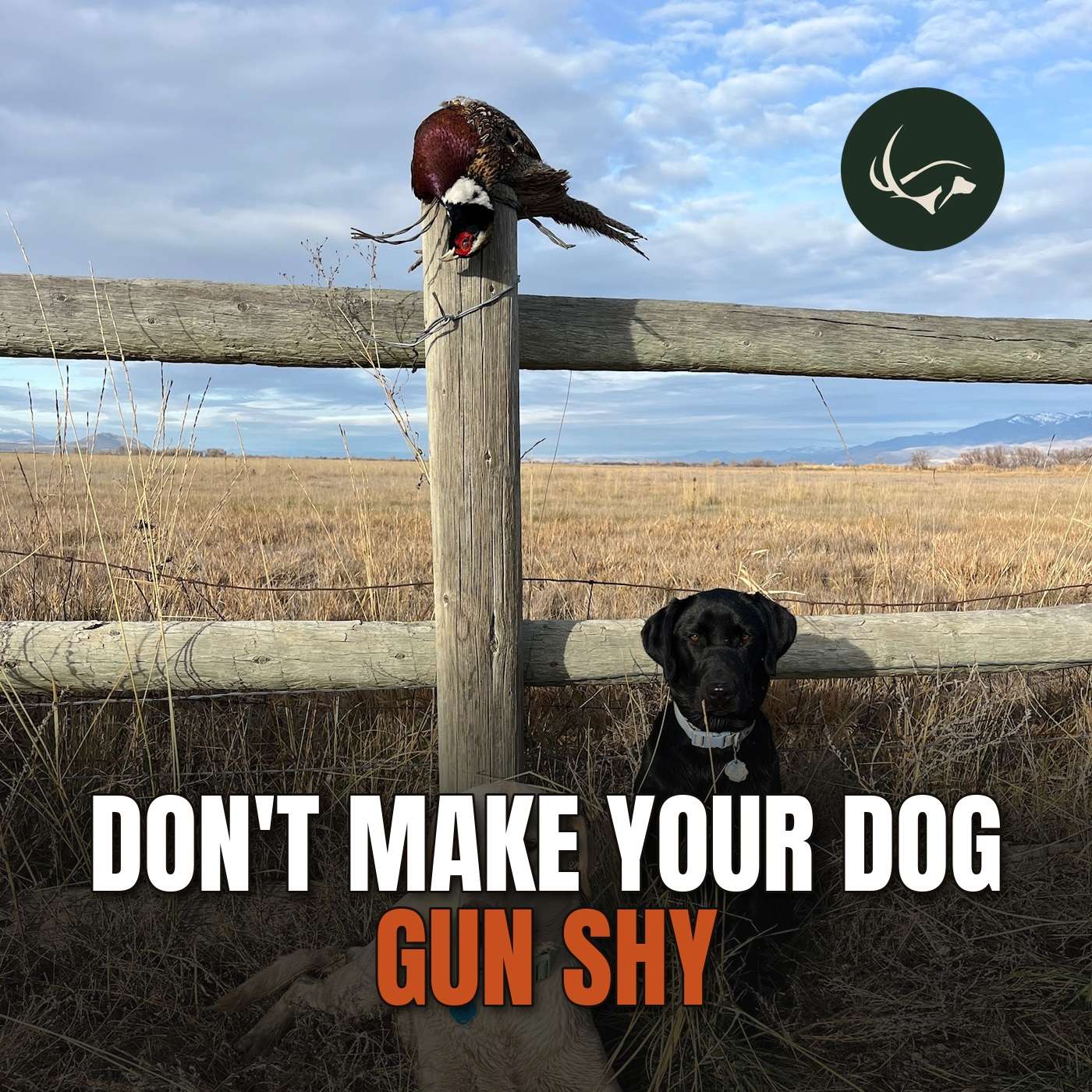 Don't Make Your Dog Gun Shy: How to Introduce Gunfire the Right Way