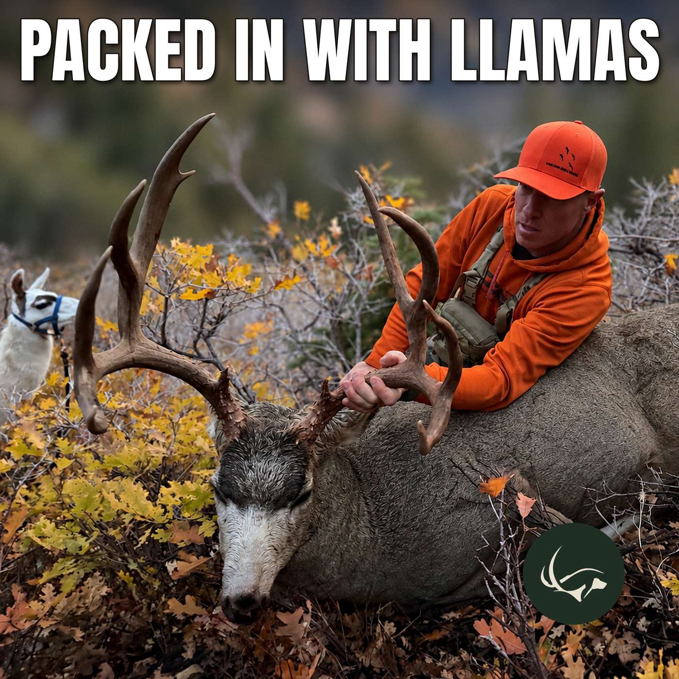 Packed In with Llamas: Crew's Buck, a Storm-Blown Teepee & Big Bucks with Matt Bingham and Dane Erickson